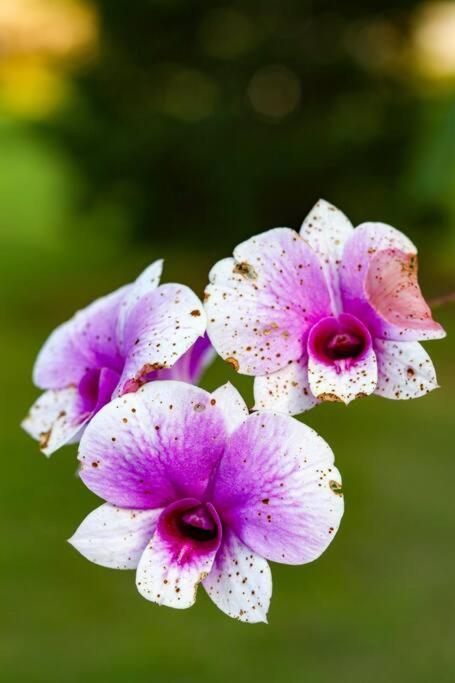 מונטה אלגרה דו סול Recanto Dos Beija Flores, Chale Lantana C מראה חיצוני תמונה